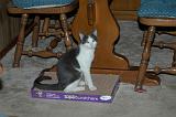 20030923_Kitty Kat_062